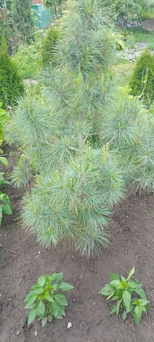 Продам Гималайскую сосну ,туи
