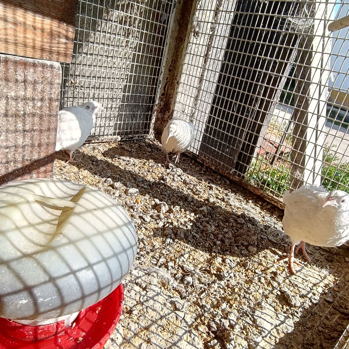 Lote de 10 codornizes