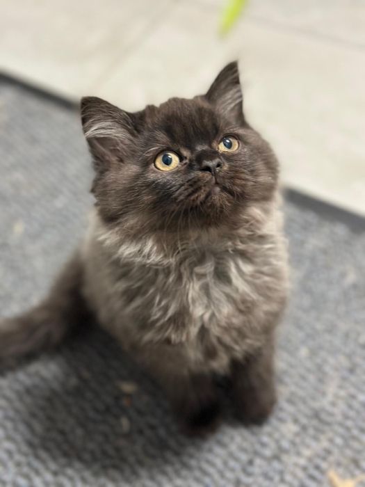 Śliczne kotki brytyjskie