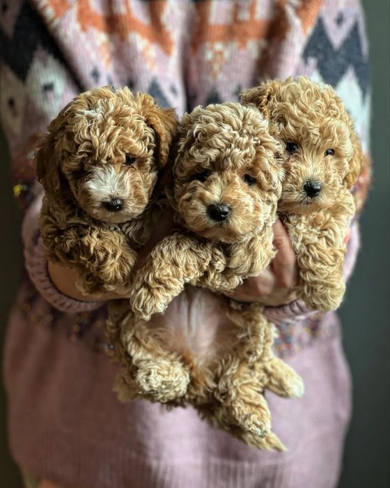 Bichpoo/Poochon/Maltipoo/Cavapoo