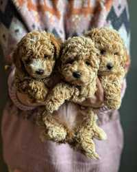 Bichpoo/Poochon/Pudel/Bichon