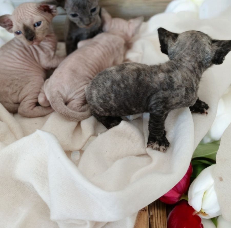 Devon Rex mały kotek