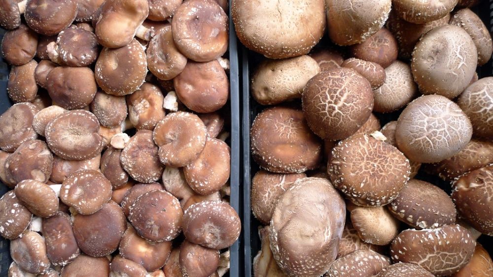 Cogumelos Shitake desidratados