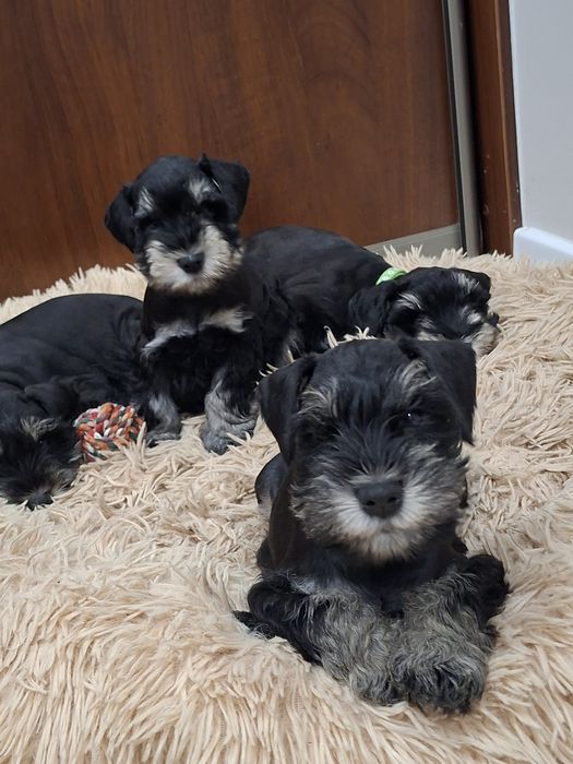 Sznaucer miniaturowy 8tyg z rodowodem