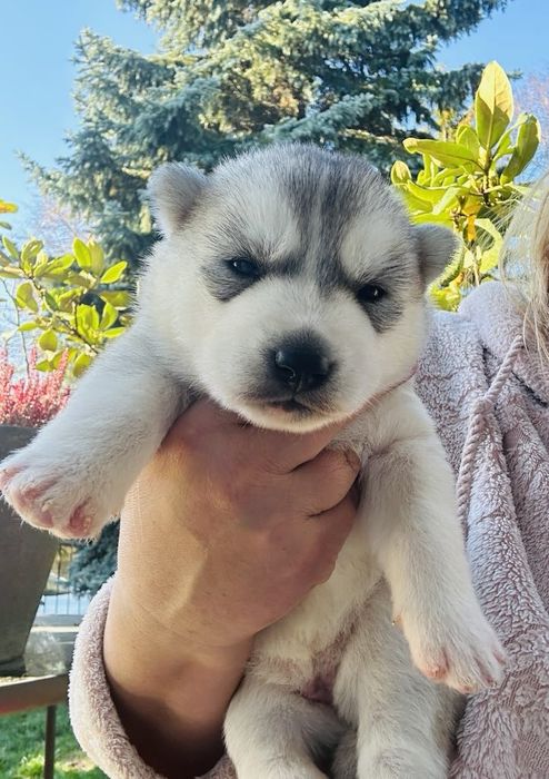 Suczka siberian husky  wybitna ZKwP FCI