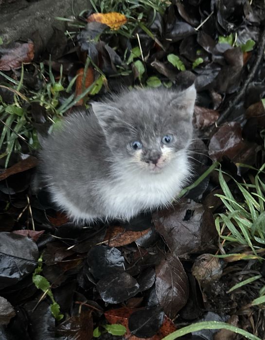 Сіре кошеня шукає дім