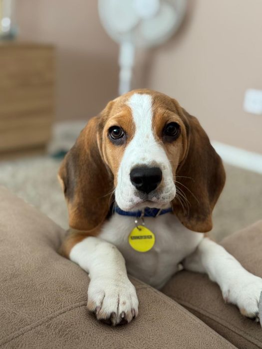 Beagle tricolor puro de raça