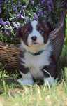 Welsh Corgi Cardigan szczenie FCI