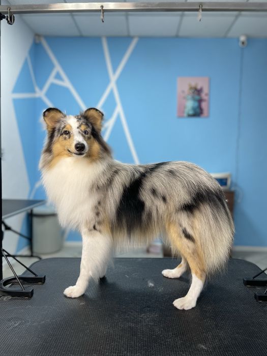 Стрижка собак | груминг котов | триминг | Запорожье