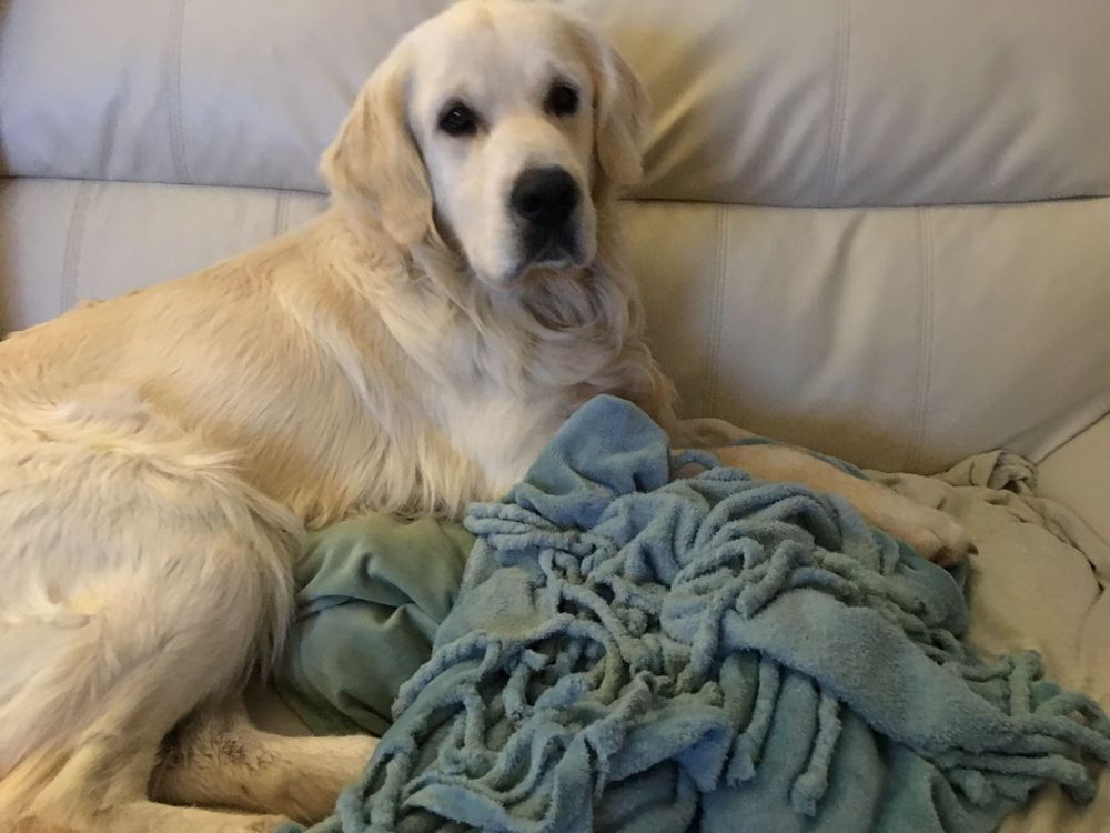 Golden retrievier