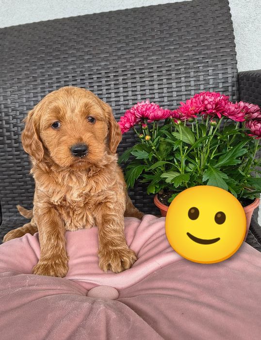Goldendoodle f1 , szczeniak, suczka