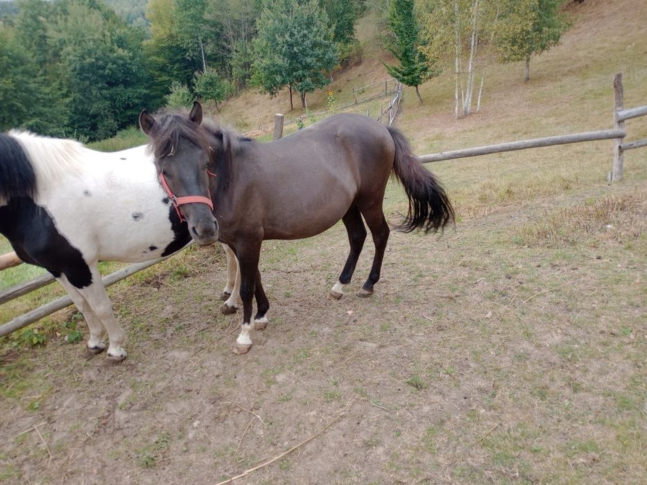 Sprzedam klacz huculską