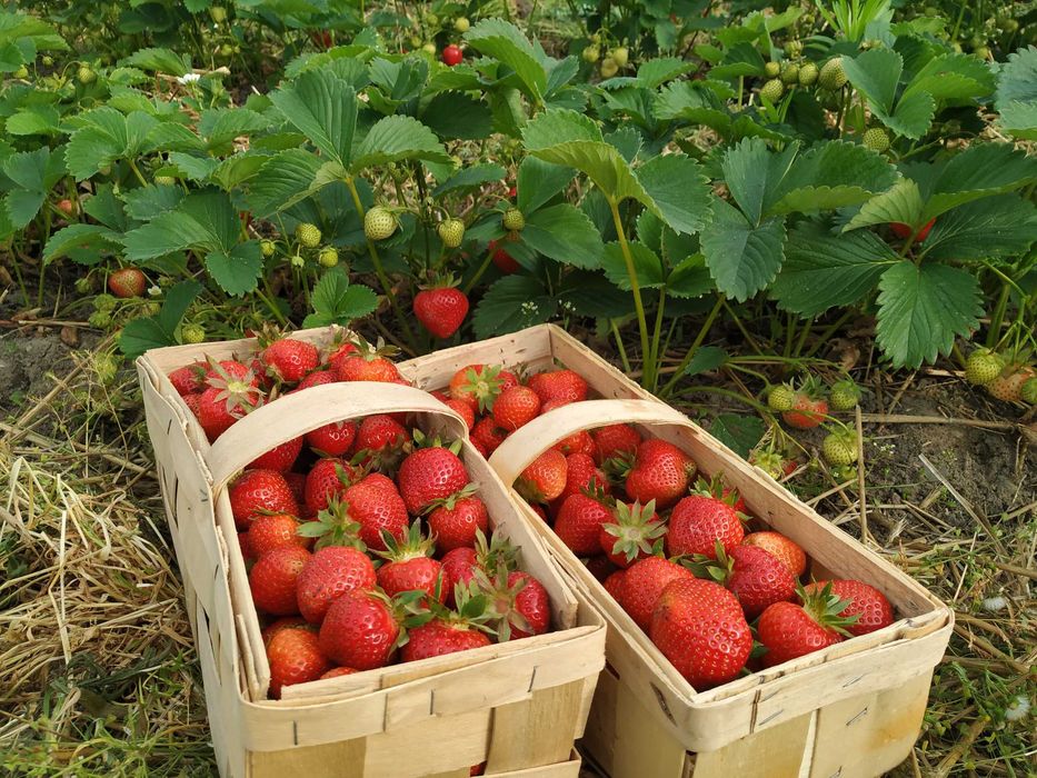 100 sztuk sadzonki truskawek HONEOYE