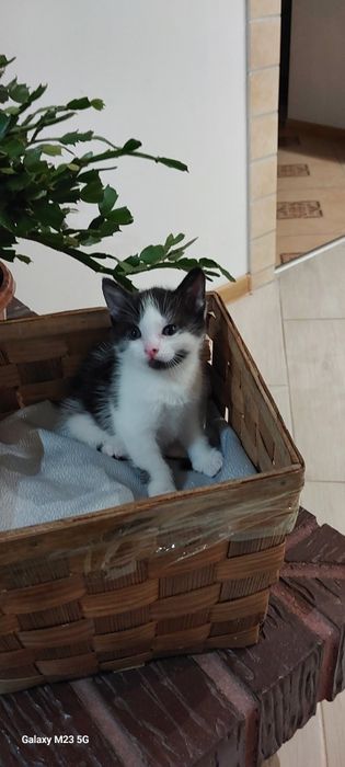 Szukamy domku,dobre ręce