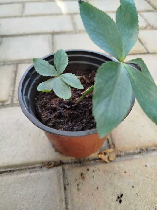 Морозник, колір білий