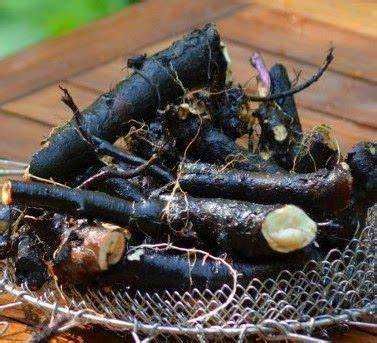 Korzeń Żywokostu lekarskiego świeży 1kg, Zioła z Beskidów.
