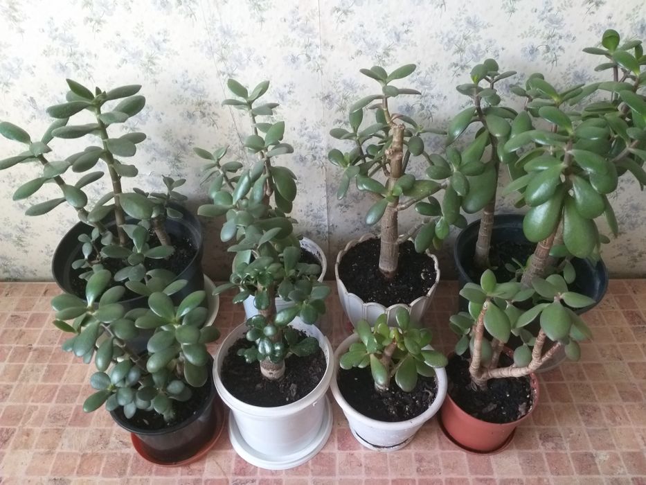 Денежное дерево. Толстянка. Крассула. Грошове дерево.