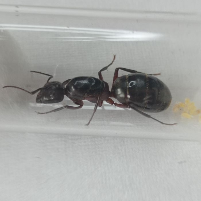 Camponotus ligniperda - największa mrówka w Europie