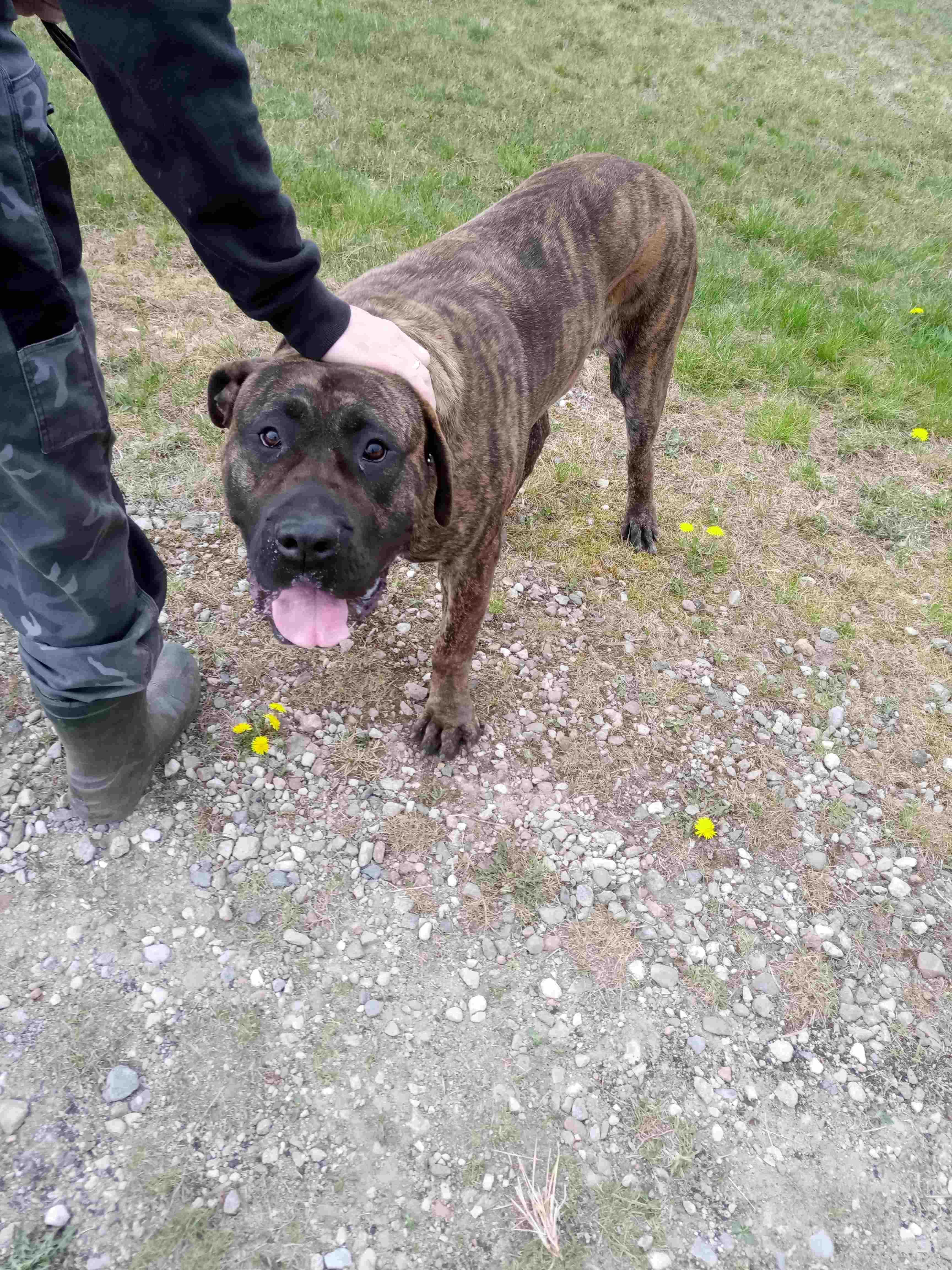 Oddam dużą, zdrową suczkę w typie Cane Corso