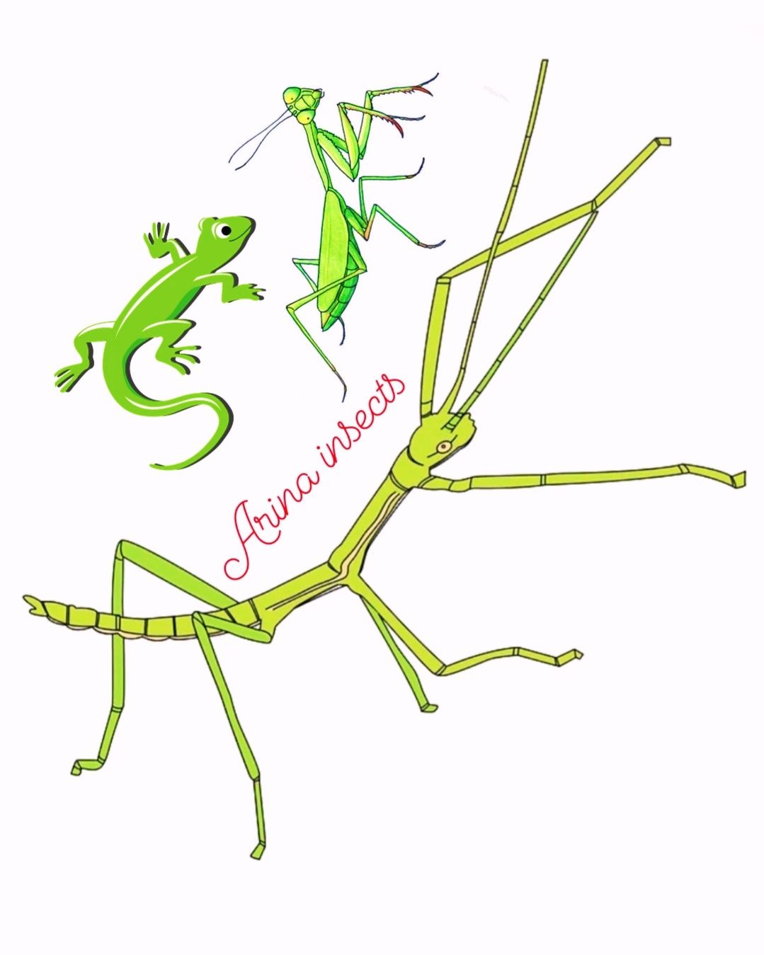 Анамский палочник "Medauroidea extradentata"