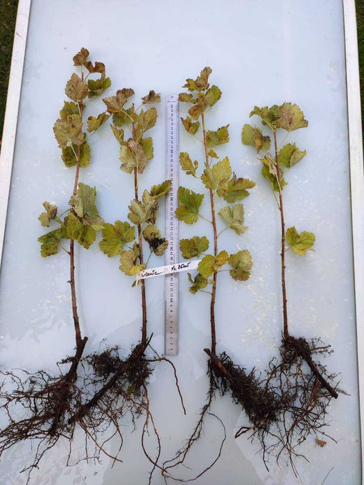 Саджанці  плодових кущів