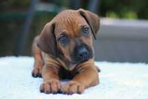 Rhodesian Ridgeback szczenię szczeniak puppy suczka samiec szczeniacze