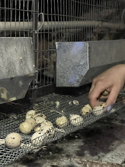 Інкубаційні яйця перепелині, яйца инкубационные перепела, перепелки.