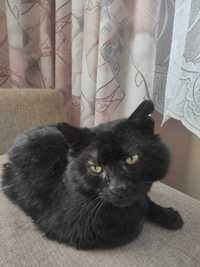 Czaruś - nie za piękny, ale sympatyczny i przytulaśny kot do adopcj