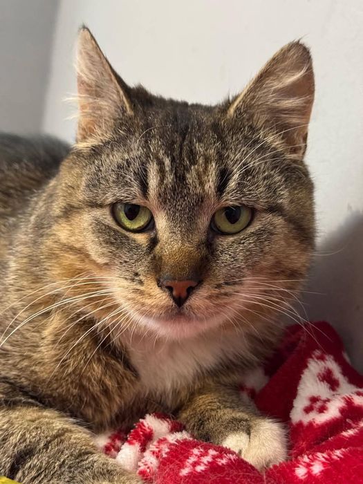 Kotka do adopcji. Westalka pragnie szczęścia