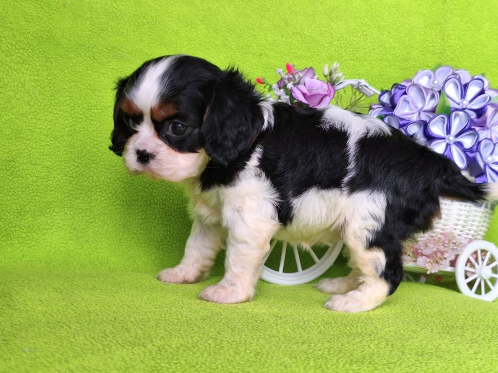 Cavalier King Charles spaniel suczka z rodowodem