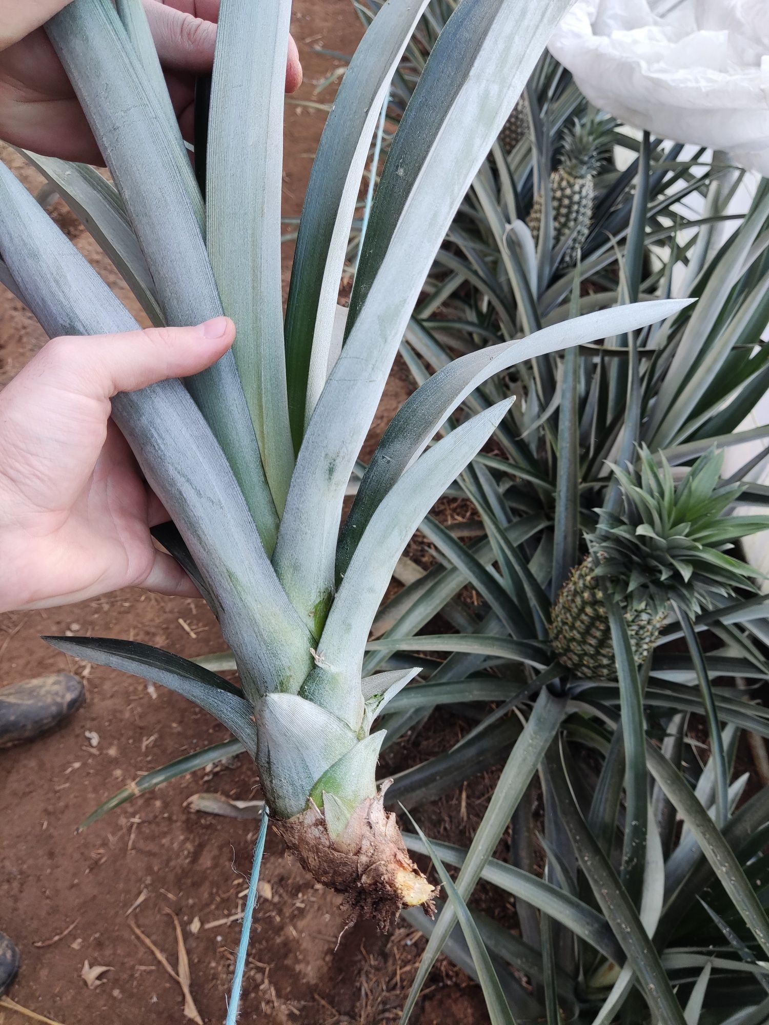 Planta do abacaxi comum (Ananas comosus)