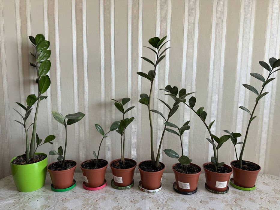 Заміокулькас.   .