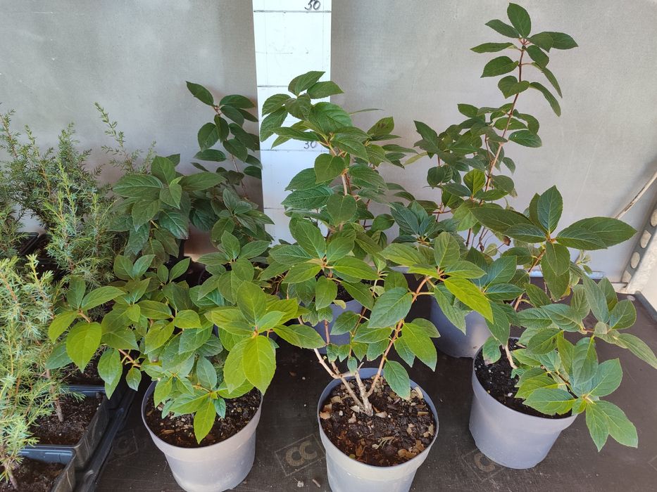 Волотиста гортензія Сандей Фрейс