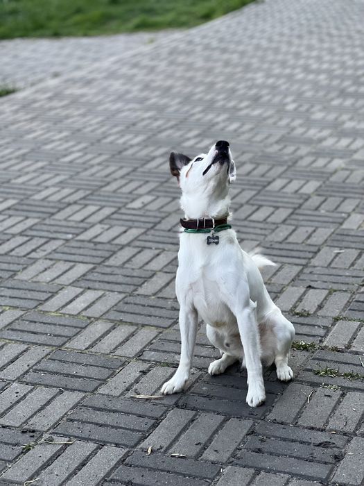 Вʼязка Джек Рассел