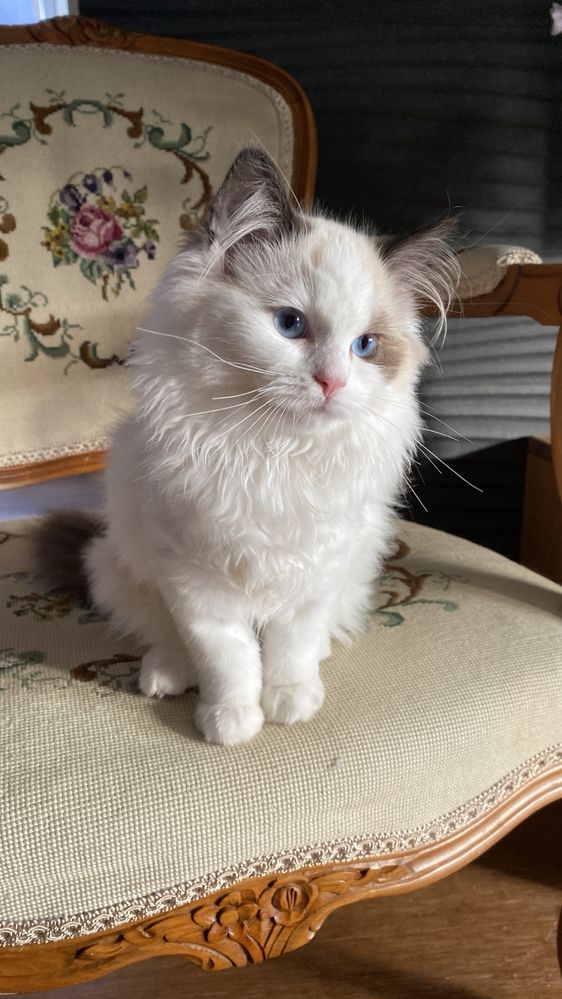 Kotka ragdoll do odbioru od zaraz rodowód FPL