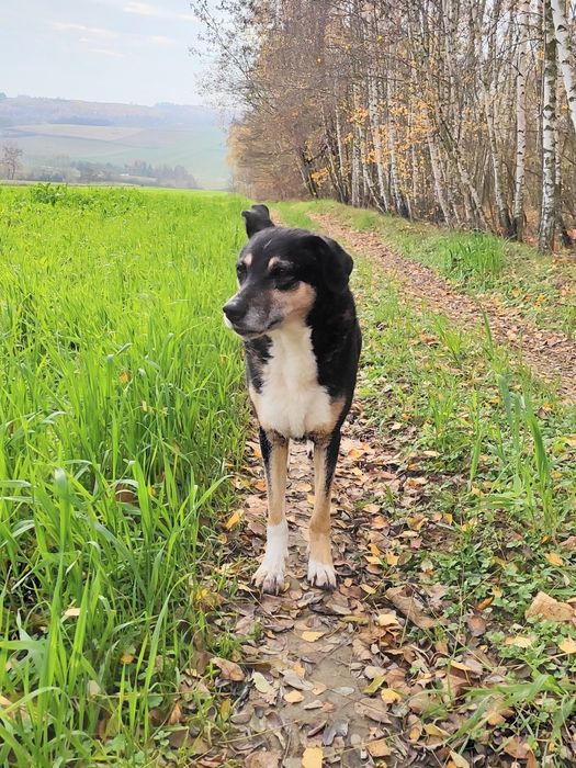 Roxi czeka na Ciebie