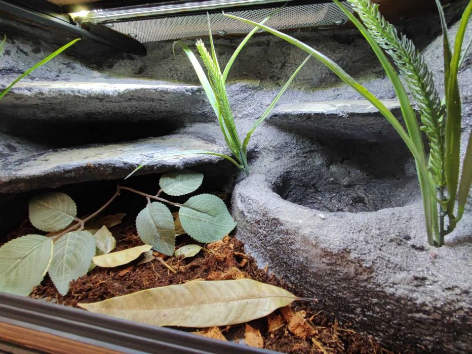 Terrarium przejściowe nr779 50/30/30 dla węża boa pyton DOSTĘPNE