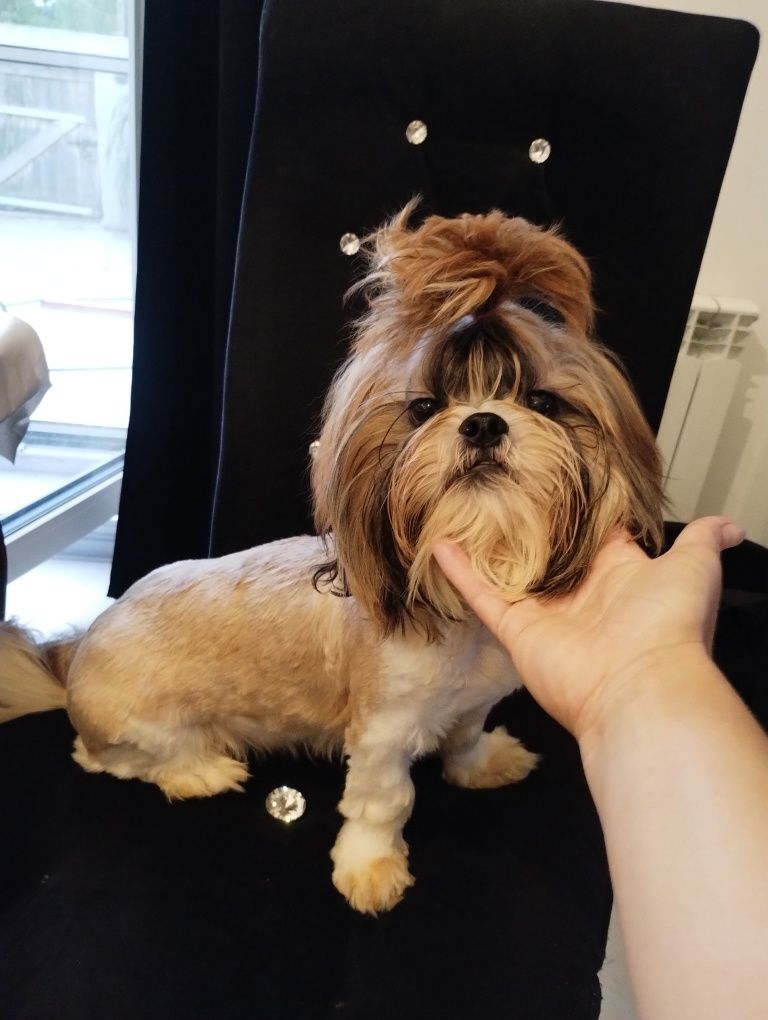 Shih tzu urzekający super piesek