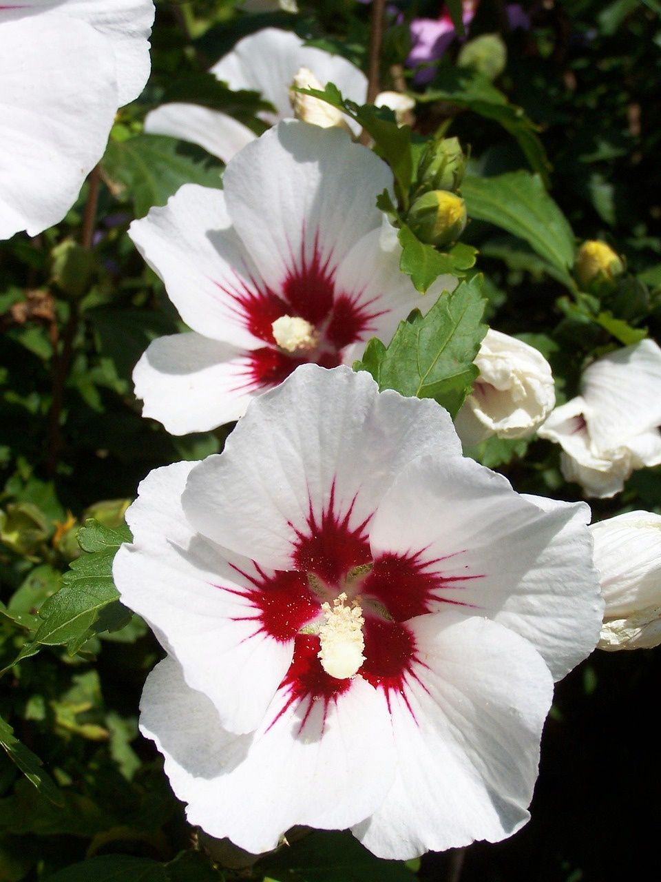 Hibiskus - Ketmia Syryjska