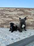 Bulldogue frances