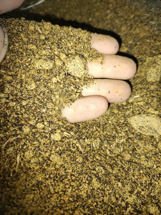 DDGS Kukurydziany, Śruta Sojowa, Śruta Rzepakowa