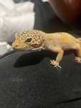 Gekony lamparcie z terarium