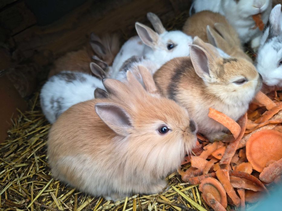 Króliki miniaturki