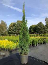 Tuja Thuja Szmaragd doniczka 3 litry, 90-100cm wysokości