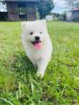 Samoyed - szczeniak