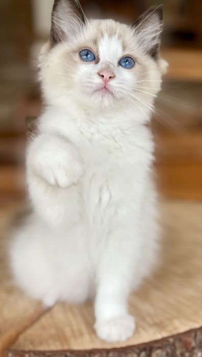 Ragdoll FPL kotka seal bicolor
