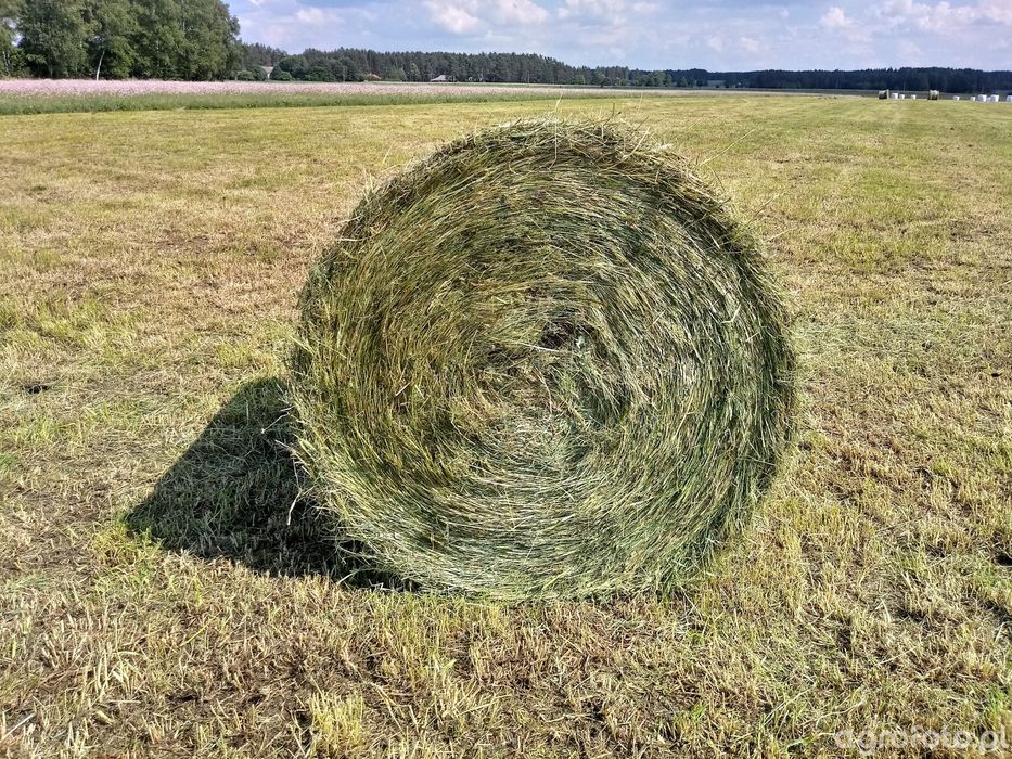 Sprzedam siano 125x120 I pokos suche pogodne