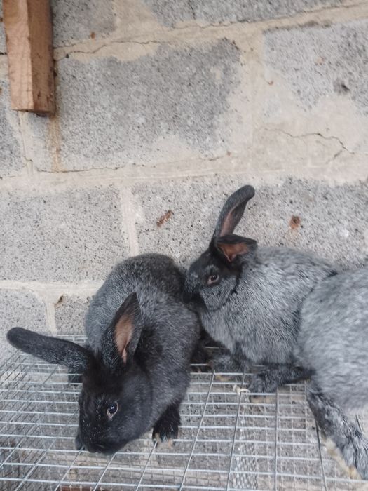 Кролики чистопородних.