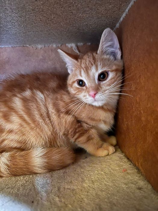 Małe kotki czekają na domy w schronisku