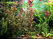 Pack Plantas Aquário - Faça o seu Pack